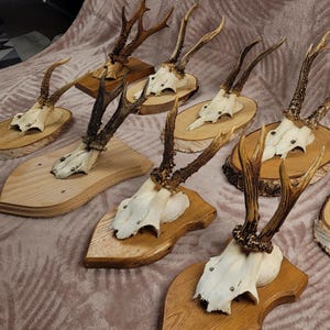 REAL Roe Deer SKULL on Wooden Board | Vintage Wall Hanger | Rustic Gift for Huntsman | Wall Mount Antlers | Unique Hunting Decor | Forest