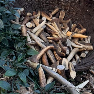 Large Red Deer Antler Tips - Real Antlers for Crafting, Knife Handles, Necklaces, Jewelry, Carving, DIY Rustic Craft Supplies NOT CHEWS