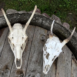 Red or Fallow Deer Skull Antler Wall Decor, Real European Taxidermy Mount