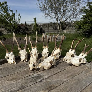 Real Roe Deer Skull – European Buck Skull, Authentic Nature Decor, Antlers for Display, Oddities, Craft Supply, One of a Kind Find