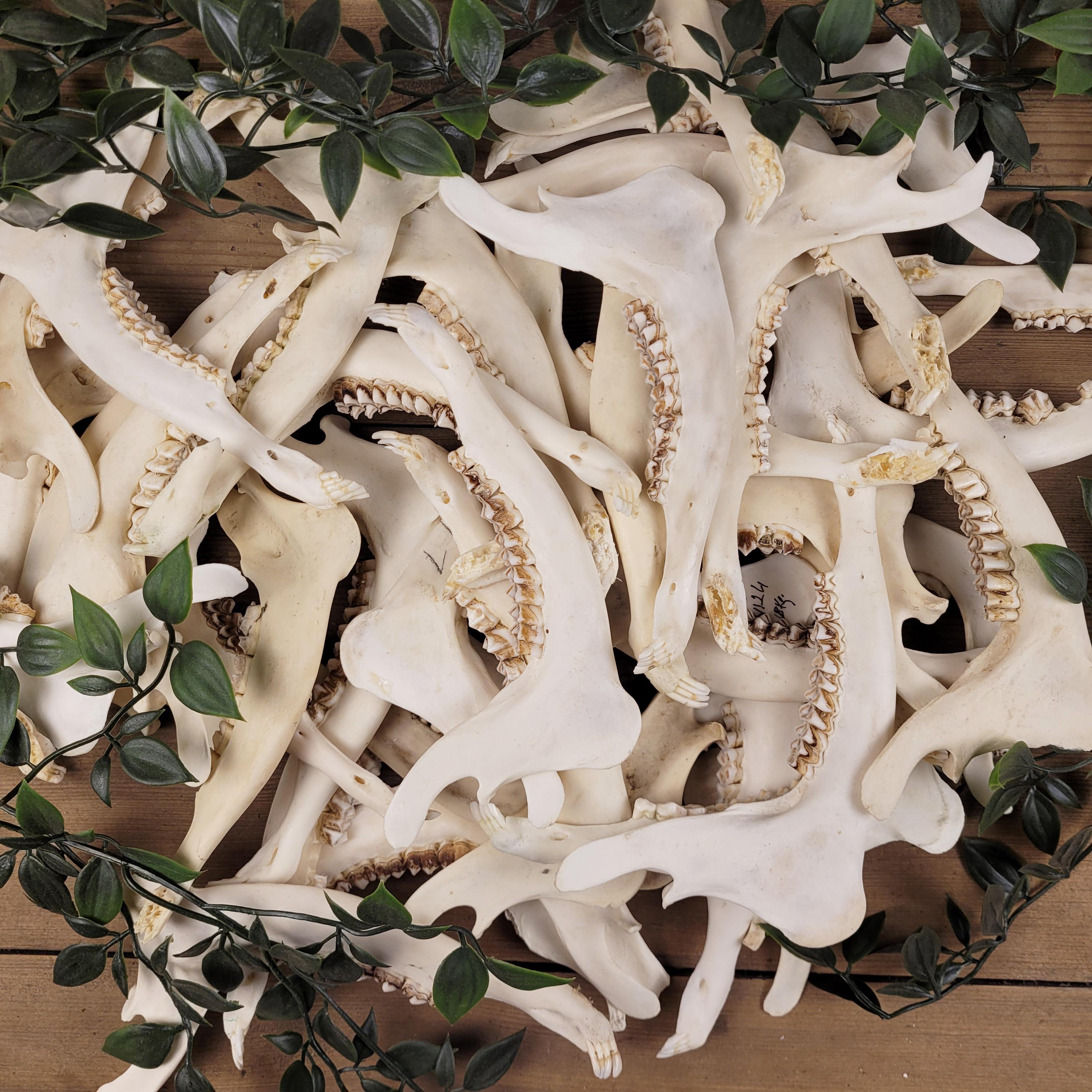 Roe Deer Jaw Bone – Real Witchcraft Bone, Forest Curio, Altar Decor, Spellwork Supply, Dark Natural Oddity, Ethically Sourced