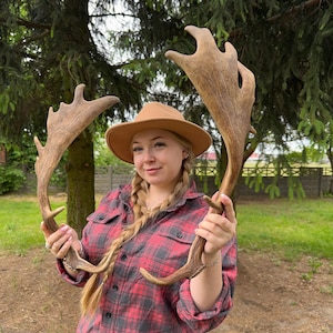 Huge Real Fallow Deer Antlers • Natural Boho Wall Decor • Rustic Eco Home Style • Ethically Sourced Shed • Unique Gift • Cabin Vibes