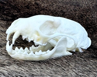 Real Mink Skull for Oddities Display - Cleaned White - European Craft supplies