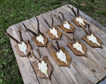 左右対称の大きな鹿の角 - Etsy 日本