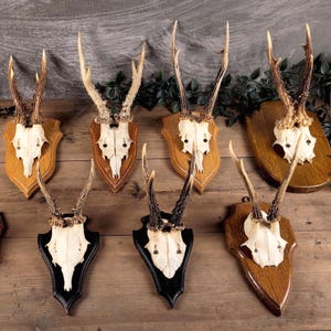 Roe Deer Skull Trophy on Plaque