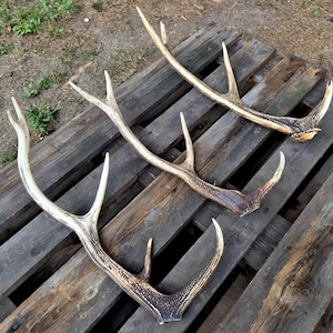 May include: Three natural deer antlers arranged diagonally, each featuring a curved main beam and a single upward-pointing tine. The antlers display a gradient of color, transitioning from dark brown at the base to a lighter, off-white bone texture.