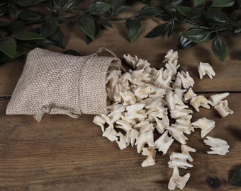 Real Roe Deer Teeth Set | Natural Animal Teeth | Witchcraft Supplies | Bone Curiosities | Pagan Decor | Oddities for Crafting | Gift Cave