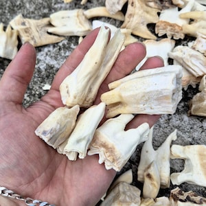 Puede incluir: Una colección de dientes de animal de color blanquecino y desgastados, con crestas visibles y texturas porosas. Los dientes varían en tamaño y forma, presentando raíces alargadas y superficies de masticación desgastadas en tonos beige.