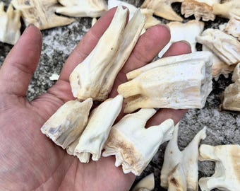 Dents de cheval pour bricolage, naturelles mélangées, grande ou petite taille