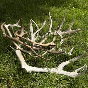 Real Reindeer Antler Shed | Natural Forest Antlers for Display & Decor | Authentic Rustic Cabin Decoration | Real Nordic Treasure | Gift