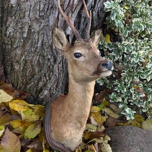 Real Roe Deer Shoulder Mount | European Taxidermy Wall Trophy