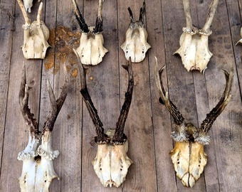 Roe Deer Skull for Crafting or decor - Real Antlers - Animal skull
