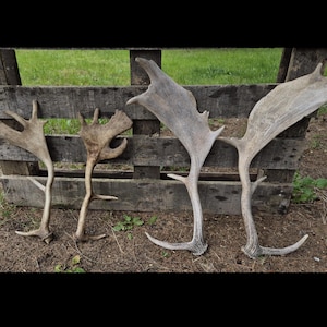 Massive Natural Fallow Deer Antlers • Real Shed Trophy for Urban Loft • Raw Wall Decor • Rustic Modern Accent • Vintage Industrial Mount
