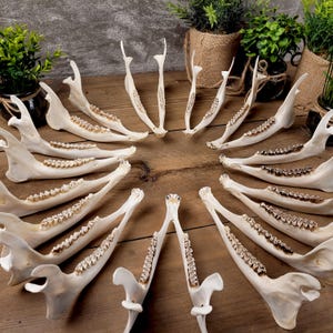 Hueso entero de mandíbula de corzo • Ejemplar completo • Personalizable • Coleccionable de historia natural • Decoración rústica • Estudio de huesos • Gabinete de curiosidades