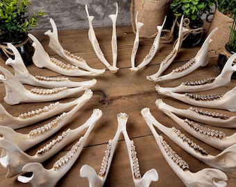 Whole Roe Deer Jaw Bone • Complete Specimen • Customizable • Natural History Collectible • Rustic Decor • Bone Study • Curio Cabinet