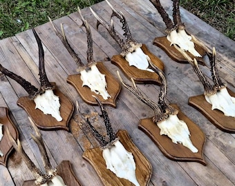 Rådjursskallefäste med horn, vikingahyttas väggdekor, riktig troféplakett