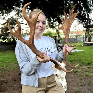 May include: A large, natural-coloured fallow deer skull with expansive, palmated antlers. The bone is off-white, while the antlers feature a textured, brownish finish with multiple points extending upwards and outwards from the central skull base.