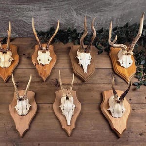 Roe Deer Skull Mount on Wooden Board Rustic Nature Wall Art