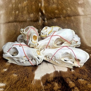 Random Fox Skull for Gothic Decor and Crafts
