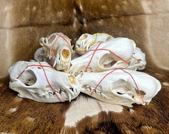 Random Fox Skull for Gothic Decor and Crafts