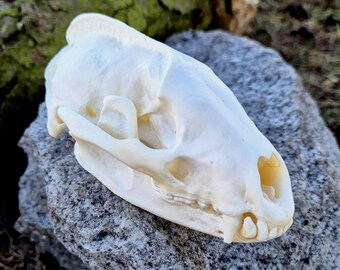 Badger Skull Specimen for Display - Clean Real Bone - Natural History Decor