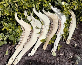 Red deer jaw bone half rustic craft supply
