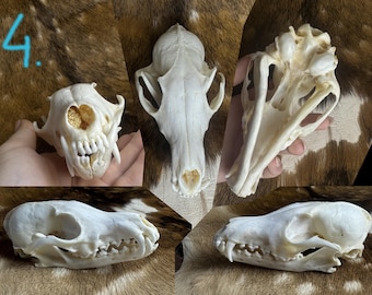 Real Fox Skull Home Decor, Natural Animal Bone Ornament for Shelf