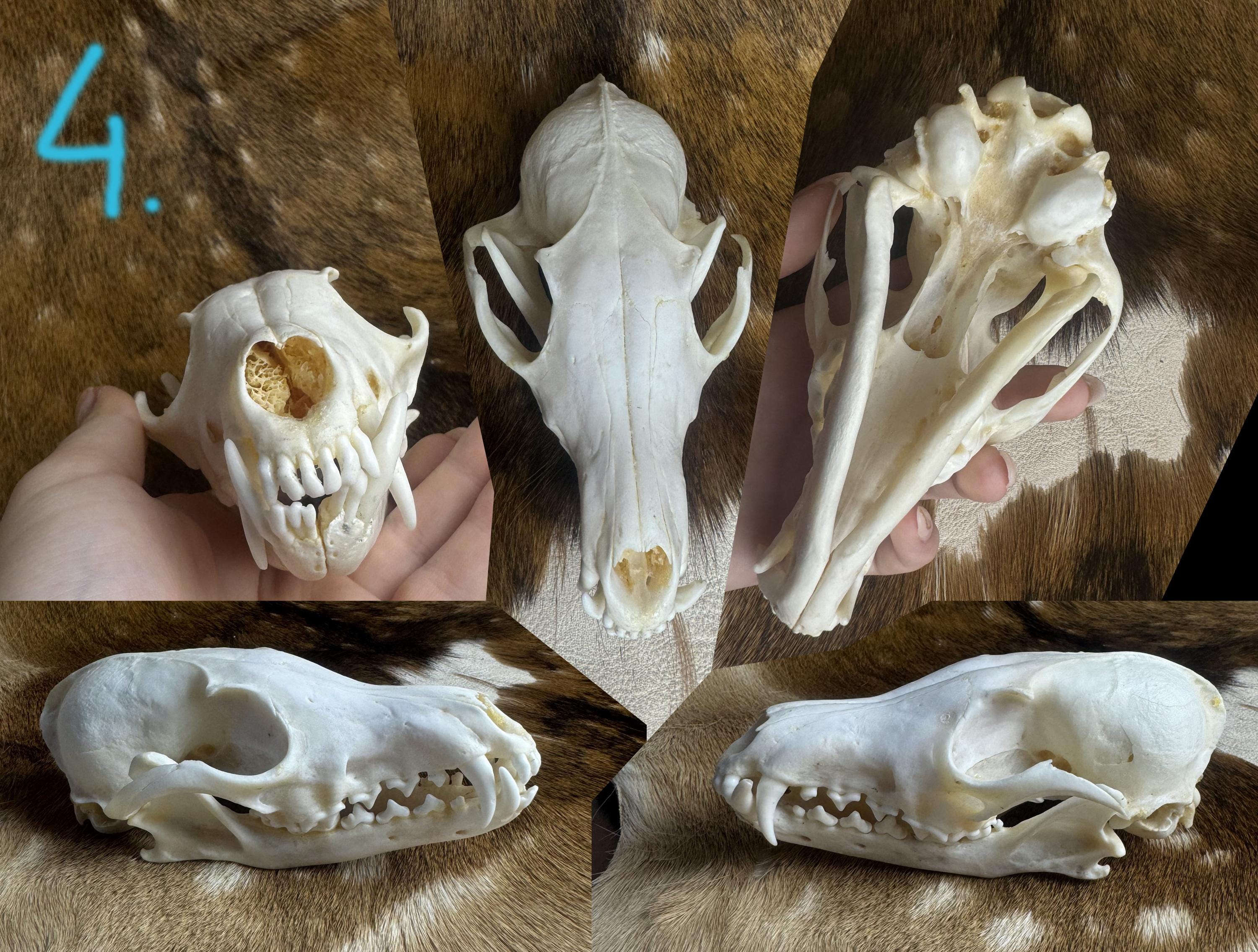 Real Fox Skull Home Decor, Natural Animal Bone Ornament for Shelf 