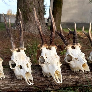 Vero teschio di capriolo con corna - Autentico osso di animale, decorazione vichinga, teschio da esposizione, arte naturalistica, tassidermia, articoli artigianali, regalo