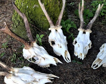 Roe Deer Skull for Curiosity Display, Real Antlers, Cleaned Numbered Specimen