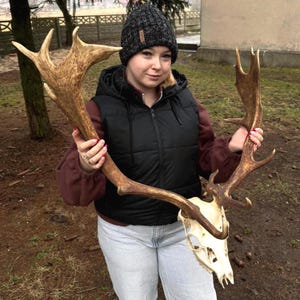May include: A deer skull with large, brown antlers. The skull is white and the antlers are a light brown colour. The antlers have multiple points and are held up by a person.