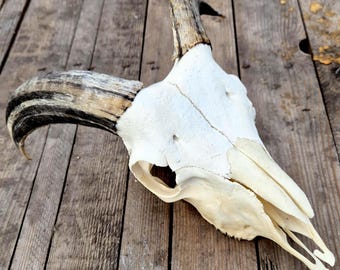 Skull for Natural History Display, Real Ram Bone With Striped Horns