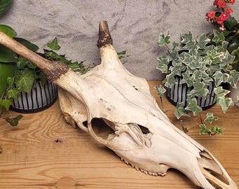 Red Deer Skull for Rustic Wall Decor