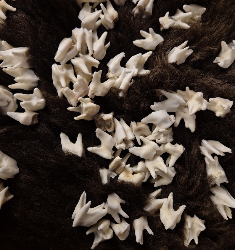 Real Roe Deer Teeth for Crafting, Witchcraft, Curiosities, Jewelry ...