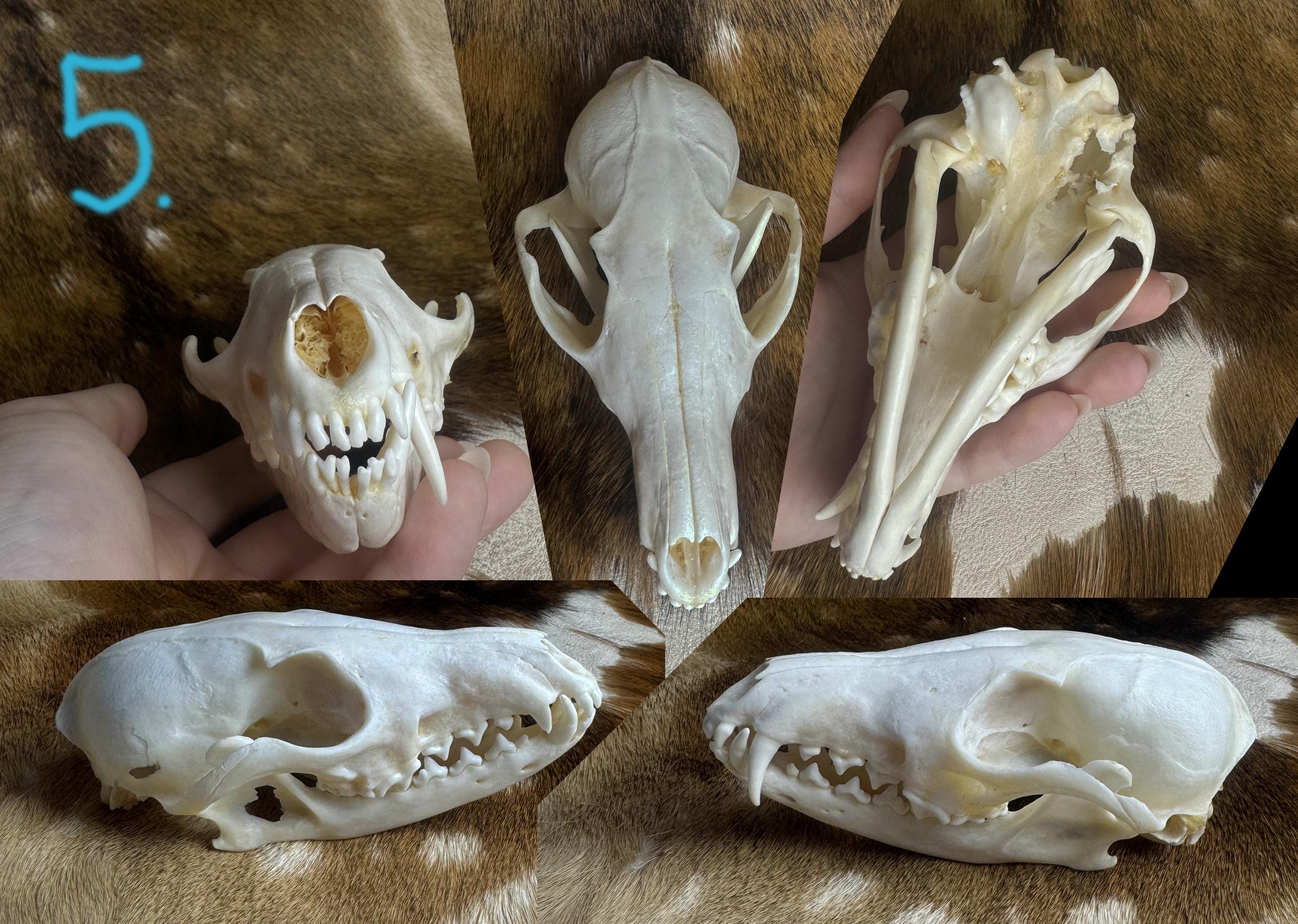 Real Fox Skull for Crafting | Random Selection | Affordable Animal