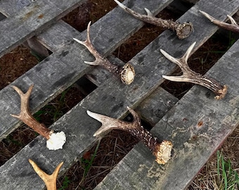 Real Roe Deer Antler • Single Deer Horn for Crafts and Rustic Decor