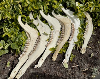 Big Red Deer Jaw Halves • Random Picked • Great Price • Craft Supply Source • Rustic Forest Display • Gift for Woodsman or Crafter