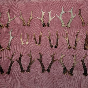 REAL Roe Deer ANTLERS for Crafts | Forest Collectibles | Perfect Nature Lover Gift | Authentic European Antlers for DIY Projects | Viking