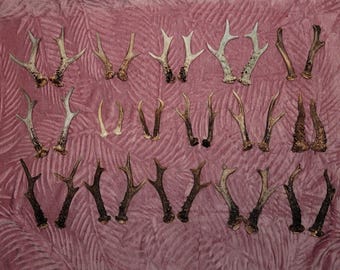 REAL Roe Deer ANTLERS for Crafts | Forest Collectibles | Perfect Nature Lover Gift | Authentic European Antlers for DIY Projects | Viking