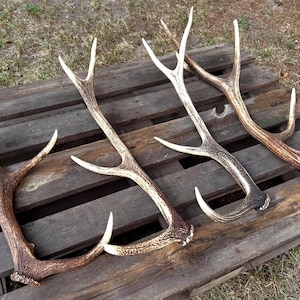 May include: Four individual deer antlers arranged in a row. Each antler features a textured, brown and tan surface with multiple points branching off the main beam. The antlers vary in size and curvature, displaying natural bone coloration.