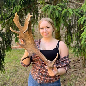 Real Fallow Deer Antler • Dark Forest Wall Trophy • Gothic Rustic Decor • Natural Shed Antlers • Curio, Cabin, Lodge Display • In Stock