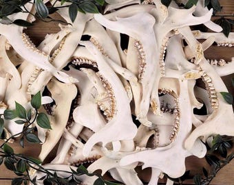 Roe Deer Jaw Bone – Witchcraft Altar Bone, Ethically Sourced