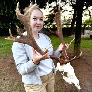 May include: A fallow deer skull with large, palmate antlers featuring multiple points. The bone is off-white, while the antlers display a textured, brown, and weathered appearance with distinct ridges and grooves throughout the surface.