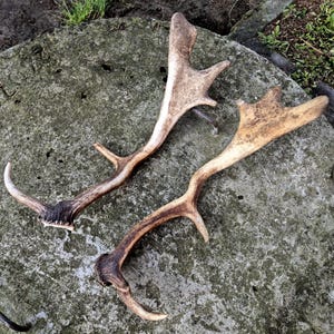 May include: Two natural deer antlers with a light brown and tan coloration. Each antler features a main beam with multiple points and a textured, dark brown base where it would attach to the skull. The surfaces show natural variations in tone.