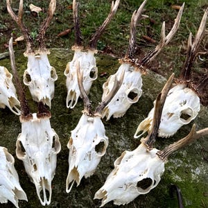 Cráneo de corzo auténtico: hueso de animal de origen ético, decoración forestal, curiosidad natural, cráneo para exhibir, arte natural, decoración rústica de pared/regalo