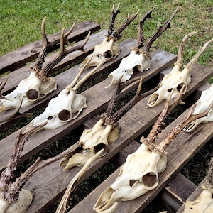 May include: A collection of deer skulls with attached antlers, arranged on a wooden pallet. The skulls are off-white, and the antlers are a mix of brown and tan. The arrangement suggests a rustic or natural theme.