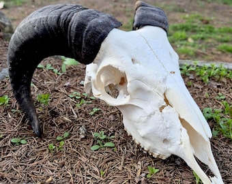 Ram Skull for Wall Decor, Real Bone With Dark Horns, Rustic Gothic