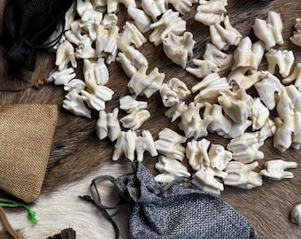 Real red deer teeth for jewelry, witchcraft & pagan crafts