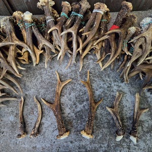 REAL Roe Deer ANTLERS – Single or Pair | Authentic Forest Find | Natural Craft Supply | Rustic Decor | Ethically Sourced Antler | Gift