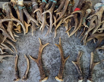 REAL Roe Deer ANTLERS – Single or Pair | Authentic Forest Find | Natural Craft Supply | Rustic Decor | Ethically Sourced Antler | Gift